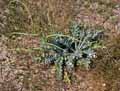 Glaucium flavum