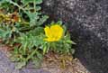 Glaucium flavum