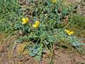 Glaucium flavum