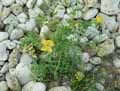 Glaucium flavum