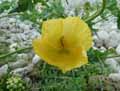 Glaucium flavum