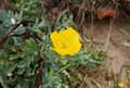 Papaveraceae-Glaucium-flavum-Pavot-cornu-Glaucie-jaune-Glaucienne-jaune-Glaucie-cornue.jpg