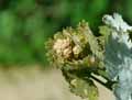 Macleaya cordata, Bocconia cordata