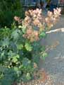 Macleaya cordata, Bocconia cordata