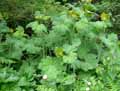 Macleaya cordata, Bocconia cordata