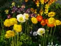 Papaver alpinum