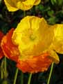 Papaver alpinum