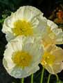 Papaver alpinum