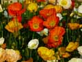 Papaver alpinum