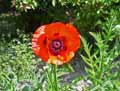 Papaver bractaeum