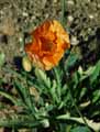 Papaver lateritium