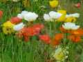 Papaver nudicaule