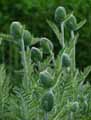 Papaver orientale