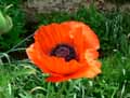 Papaver orientale