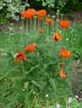 Papaver orientale