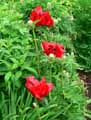 Papaver orientale