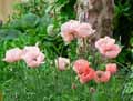 Papaver orientale