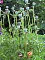 Papaver orientale