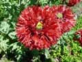 Papaver paeoniflorum