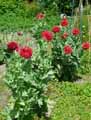 Papaver paeoniflorum