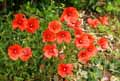 Papaver rhoeas