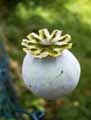 Papaver somniferum