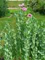 Papaver somniferum