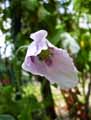Papaver somniferum