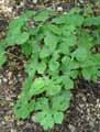 Papaveraceae-Sanguinaria-canadensis-Sanguinaire-du-Canada.jpg