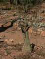 Adenia olaboensis