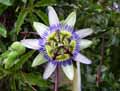 Passiflora caerulea