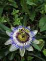 Passiflora caerulea