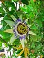 Passiflora caerulea