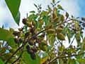 Paulownia tomentosa