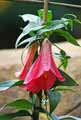 Lapageria rosea