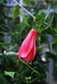 Lapageria rosea