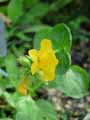 Mimulus guttatus