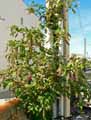 Phytolacca americana