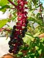Phytolacca americana