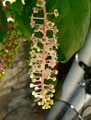 Phytolacca americana