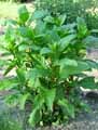 Phytolacca americana