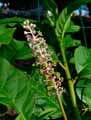 Phytolacca americana