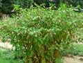 Phytolacca americana