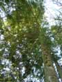 Abies alba