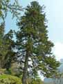 Abies cephalonica