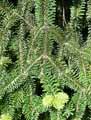 Abies numidica