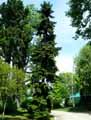 Abies numidica