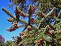 Abies pinsapo