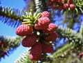 Abies pinsapo