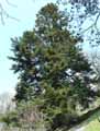 Abies pinsapo